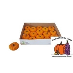 Cucurbita Pepo Jack Be Little 7cm