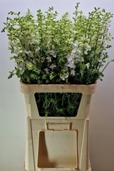 Consolida Regalis Qis White 90cm