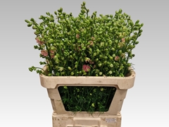 Consolida Regalis Qis Light Pink 90cm