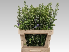 Consolida Regalis Sidney Blue Picotee 90cm