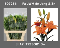 Lily Asiatic Tresor 80cm 3+