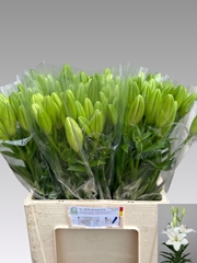 Lily La Scansano 65cm 2+