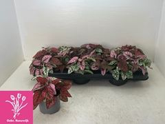 Hypoestes Mix 10Ø 17cm