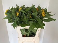 Helianthus Sunrich Orange 80cm