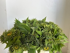 Helianthus Sunrich Orange 60cm 7cm Hd