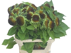 Helianthus Sunfill Purple 80cm