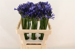 Agapanthus Uri 60cm