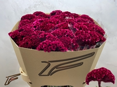 Celosia Argentea Merlot Magic 80cm