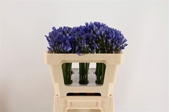 Agapanthus Uri 50cm