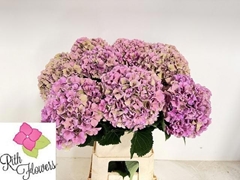 Hydrangea Royal Parade Classic 90cm 24-26cm Hd
