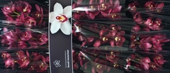 Cymbidium Barolo 60cm