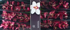 Cymbidium Barolo 80cm