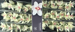 Cymbidium Ivory 80cm
