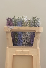 Delphinium Double Mix 70cm