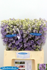 Delphinium Double Kissi Blush Milka 65cm