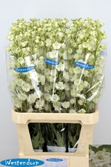 Delphinium Double Kissi White Kermit 100cm
