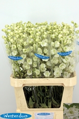 Delphinium Double Kissi White Kermit 90cm
