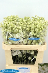 Delphinium Double Kissi White Kermit 80cm