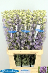 Delphinium Double Kissi Blush Milka 100cm