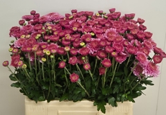 Chrysanth Spray Blenda 60cm 50gr.