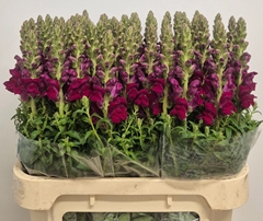 Antirrhinum Potomac Red 75cm