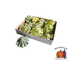 Cucurbita Pepo Patisson Mix 12cm