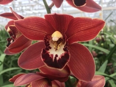 Cymbidium Mini Valerie 40cm