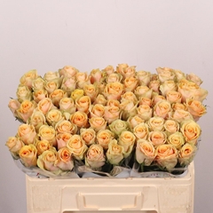 Rosa Alchemy 50cm