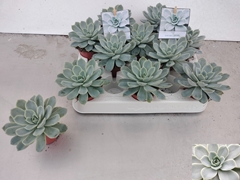 Echeveria 6Ø 10cm