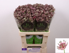 Astrantia Star Of Africa 60cm