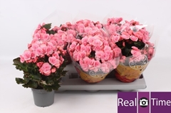 Begonia Double Move 2 Joy Pink 13Ø 32cm