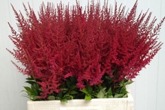 Astilbe Paul Gäarder 60cm