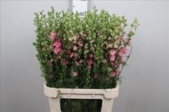 Consolida Regalis Qis Rose 90cm