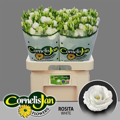 Eustoma Double Rosita White 70cm