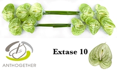 Anthurium Extase 15cm Hd
