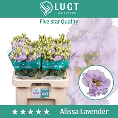 Eustoma Double Alissa Lavender 70cm