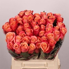 Rosa Helene 40cm