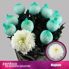 Chrysanth Single Magnum 70cm 110gr.