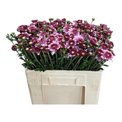 Chrysanth Spray Beppie 50cm 35gr.