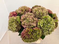 Hydrangea Rodeo Red Classic 60cm 16-18cm Hd