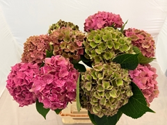 Hydrangea Rodeo Red Classic 60cm 13-15cm Hd