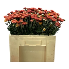 Chrysanth Spray Blenda 55cm 40gr.