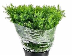 Cryptomeria Japonica Elegance Red Per Bunch 60cm