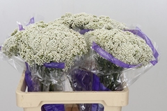 Ozothamnus Cooks Snow White 60cm