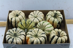 Cucurbita Pepo Sweet Dumpling 24cm