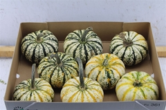Cucurbita Pepo Lil Pump-ke-mon 12cm