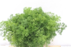 Asparagus Umbellatus 40cm