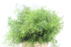 Asparagus Densiflorus Sprengeri 45cm