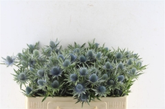 Eryngium Aquarius Questar 50cm