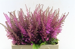 Astilbe Maggie Daley 60cm
